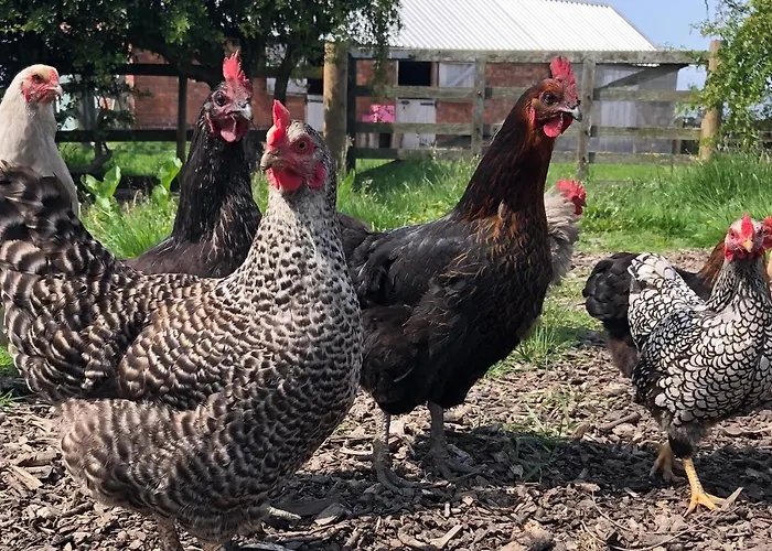 Bed & Breakfast White House Farm - Beautiful Self Contained Courtyard 3*