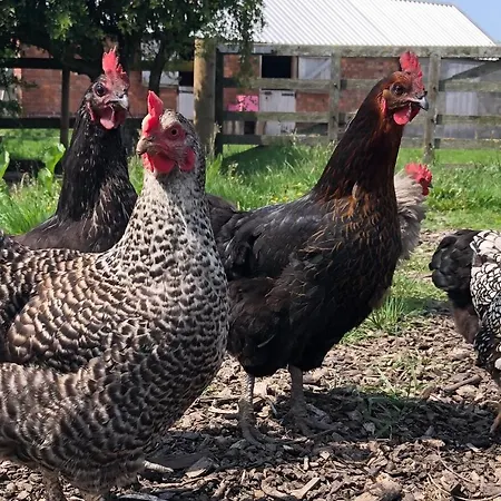 Oda ve Kahvaltı White House Farm - Beautiful Self Contained Courtyard 3*